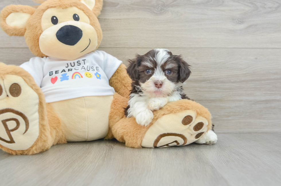 6 week old Havanese Puppy For Sale - Florida Fur Babies