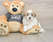 5 week old Havanese Puppy For Sale - Florida Fur Babies
