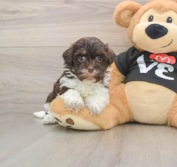 5 week old Havanese Puppy For Sale - Florida Fur Babies