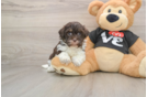 Petite Bichon Habanero Purebred Puppy