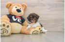 Fluffy Bichon Havanes Purebred Puppy