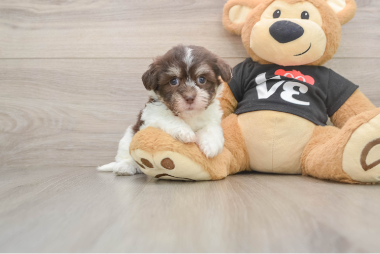 Havanese Pup Being Cute