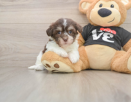 6 week old Havanese Puppy For Sale - Florida Fur Babies