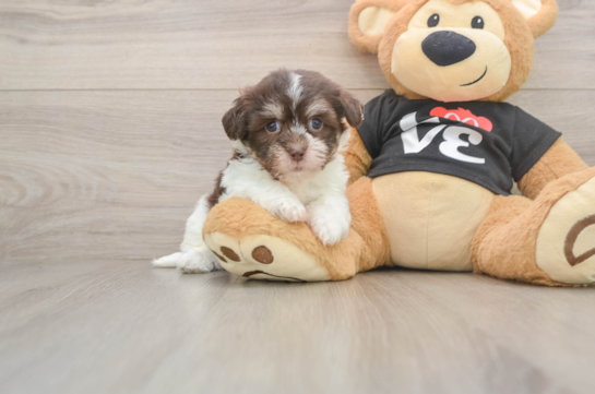 Havanese Pup Being Cute