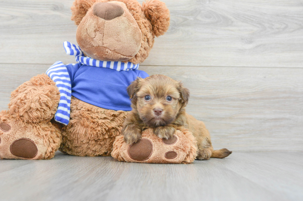 5 week old Havanese Puppy For Sale - Florida Fur Babies