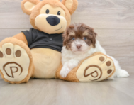 7 week old Havanese Puppy For Sale - Florida Fur Babies