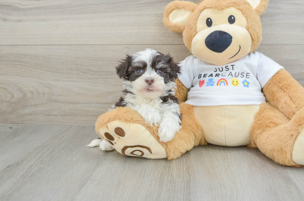 6 week old Havanese Puppy For Sale - Florida Fur Babies