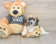 5 week old Havanese Puppy For Sale - Florida Fur Babies