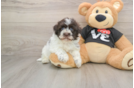 Petite Havanese Cuban Bichon Purebred Puppy