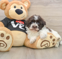 5 week old Havanese Puppy For Sale - Florida Fur Babies
