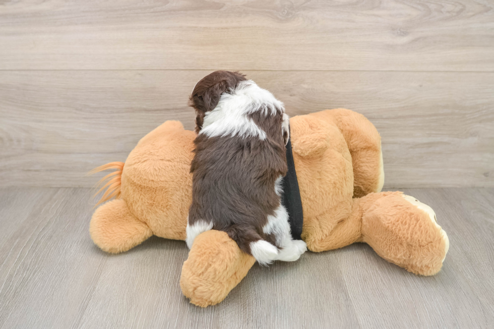 Best Havanese Baby