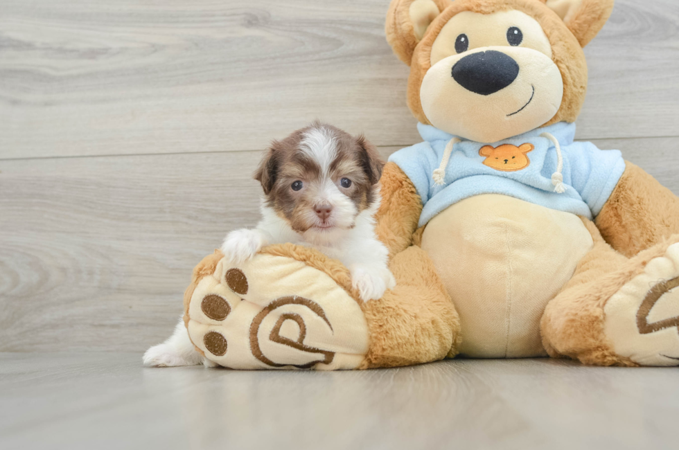 6 week old Havanese Puppy For Sale - Florida Fur Babies