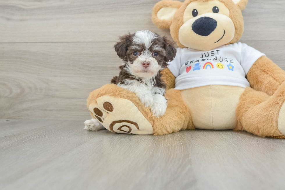 Funny Havanese Purebred Pup