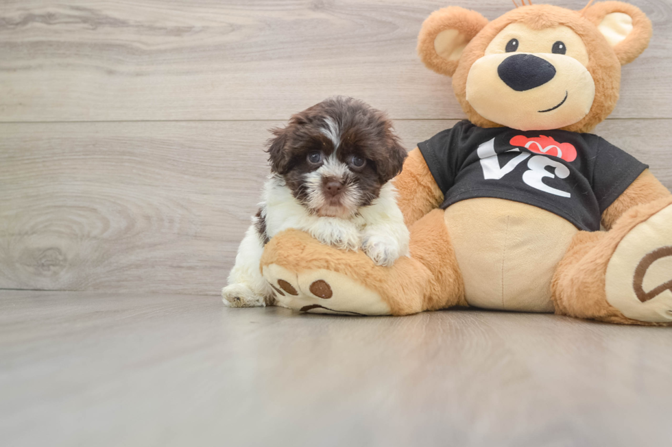Small Havanese Purebred Pup