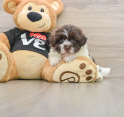 5 week old Havanese Puppy For Sale - Florida Fur Babies