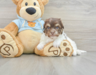 9 week old Havanese Puppy For Sale - Florida Fur Babies