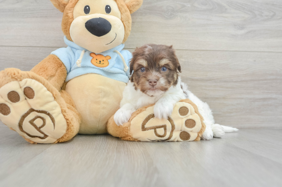 11 week old Havanese Puppy For Sale - Florida Fur Babies