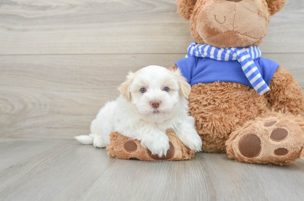 6 week old Havanese Puppy For Sale - Florida Fur Babies