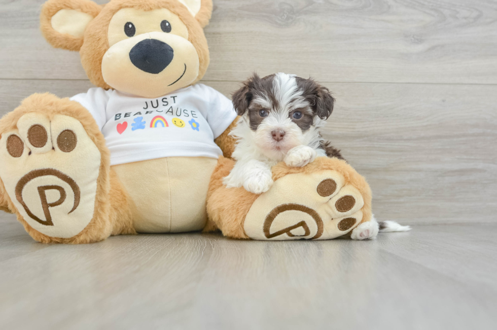 6 week old Havanese Puppy For Sale - Florida Fur Babies