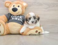 5 week old Havanese Puppy For Sale - Florida Fur Babies