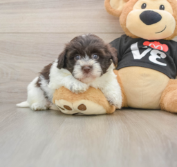 5 week old Havanese Puppy For Sale - Florida Fur Babies