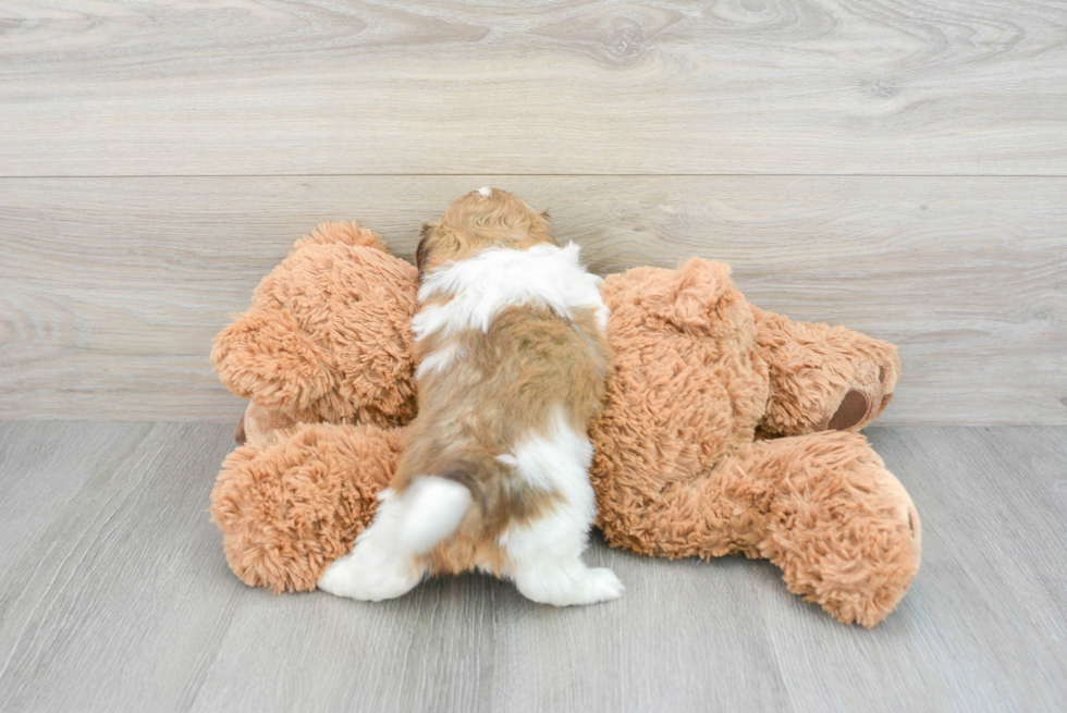 Best Havanese Baby