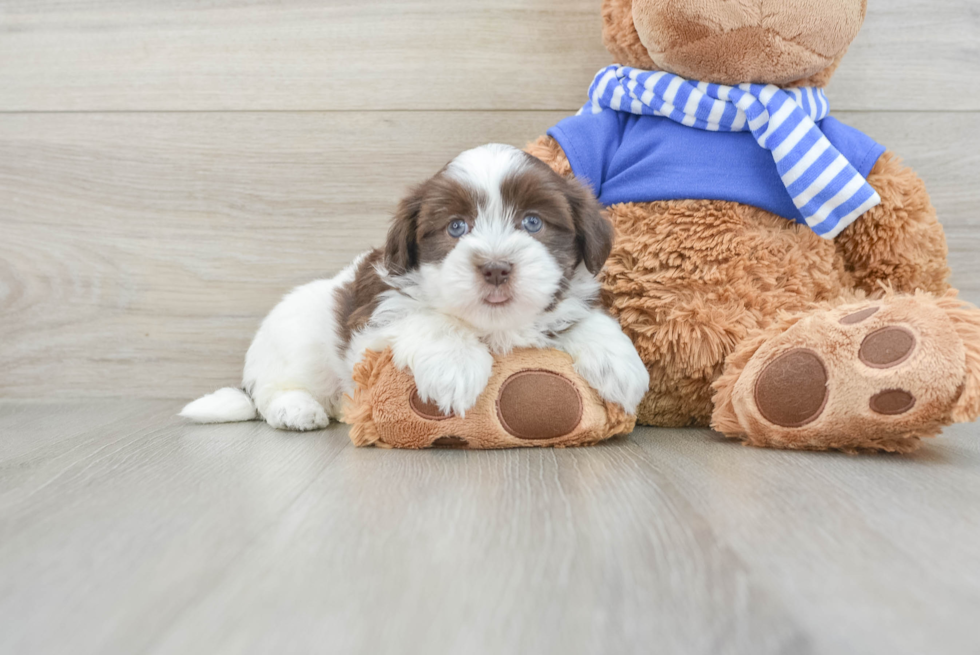 Havanese Puppy for Adoption