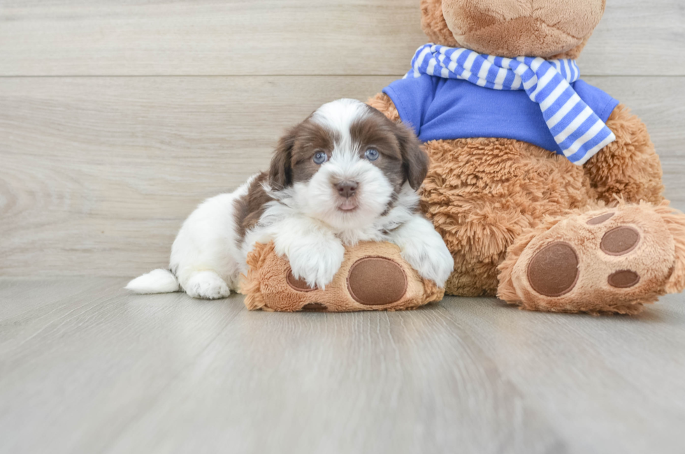 6 week old Havanese Puppy For Sale - Florida Fur Babies