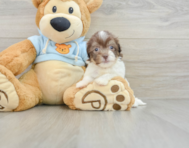 8 week old Havanese Puppy For Sale - Florida Fur Babies