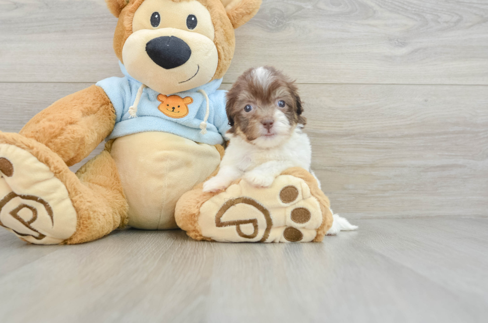 6 week old Havanese Puppy For Sale - Florida Fur Babies