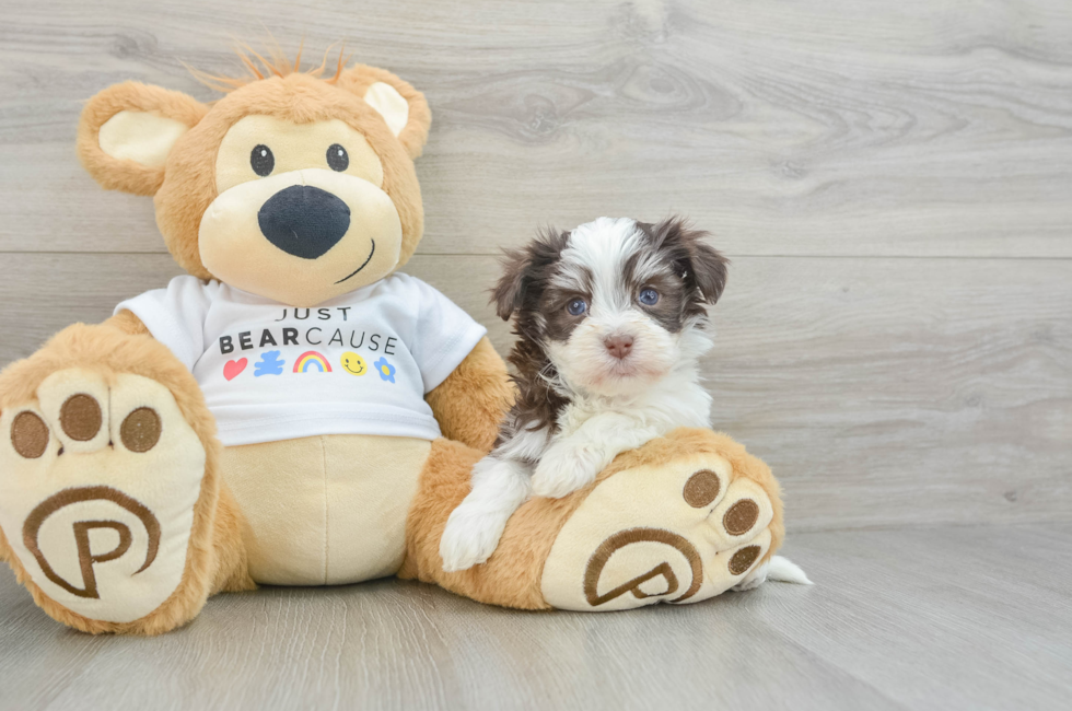 6 week old Havanese Puppy For Sale - Florida Fur Babies