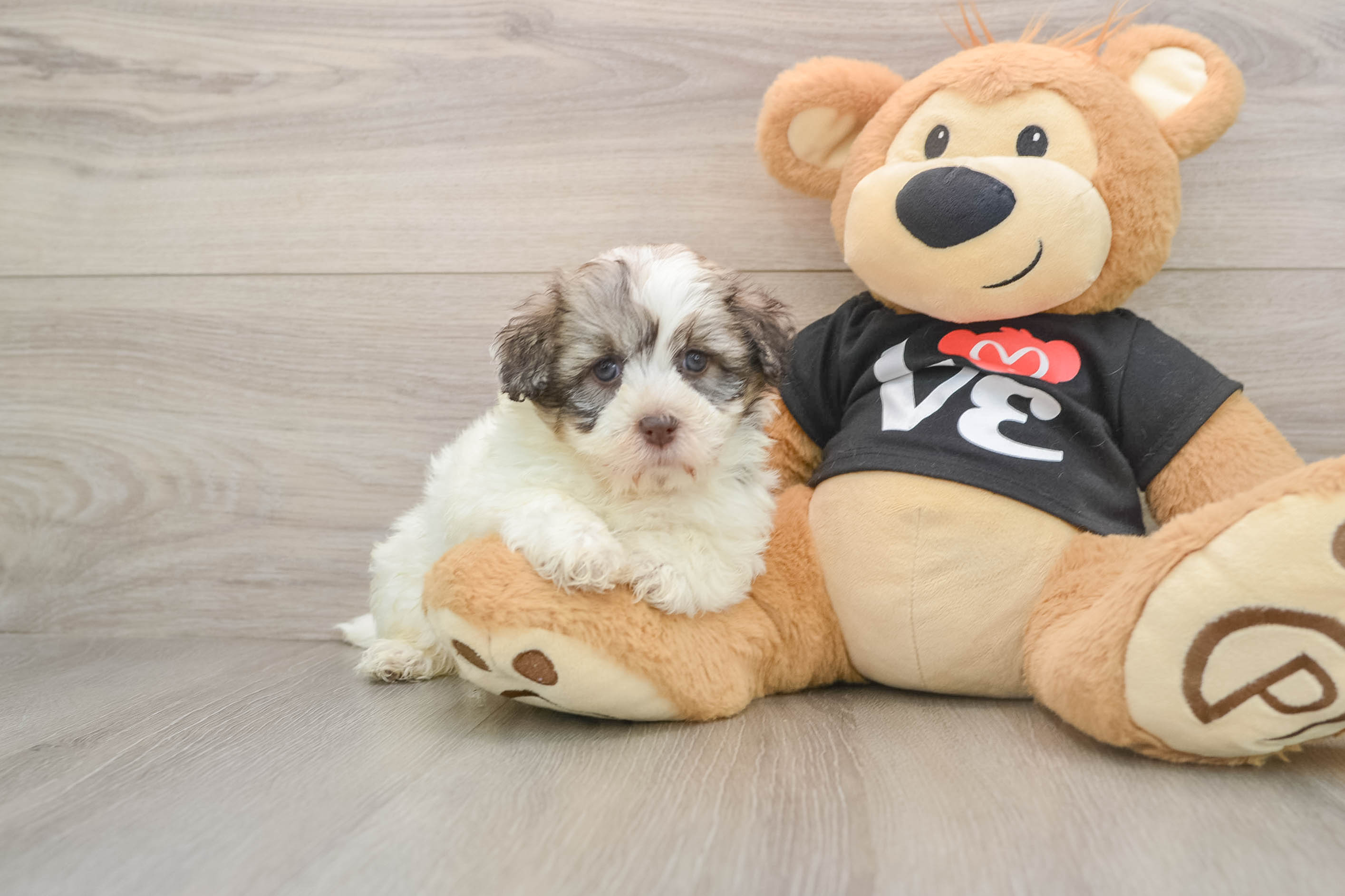 Hypoallergenic Havanese Purebred Pup