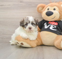 5 week old Havanese Puppy For Sale - Florida Fur Babies