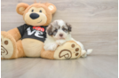 Havanese Pup Being Cute