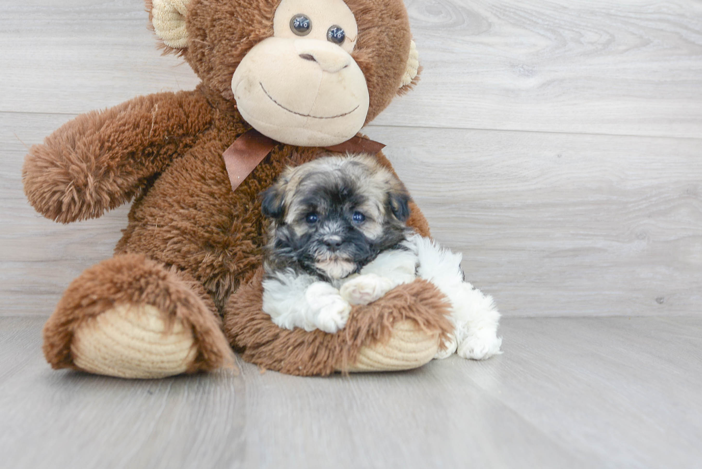 Cute Havanese Baby
