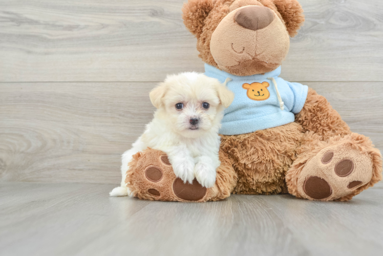 Petite Bichon Havanes Purebred Puppy