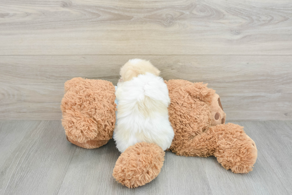 Havanese Pup Being Cute