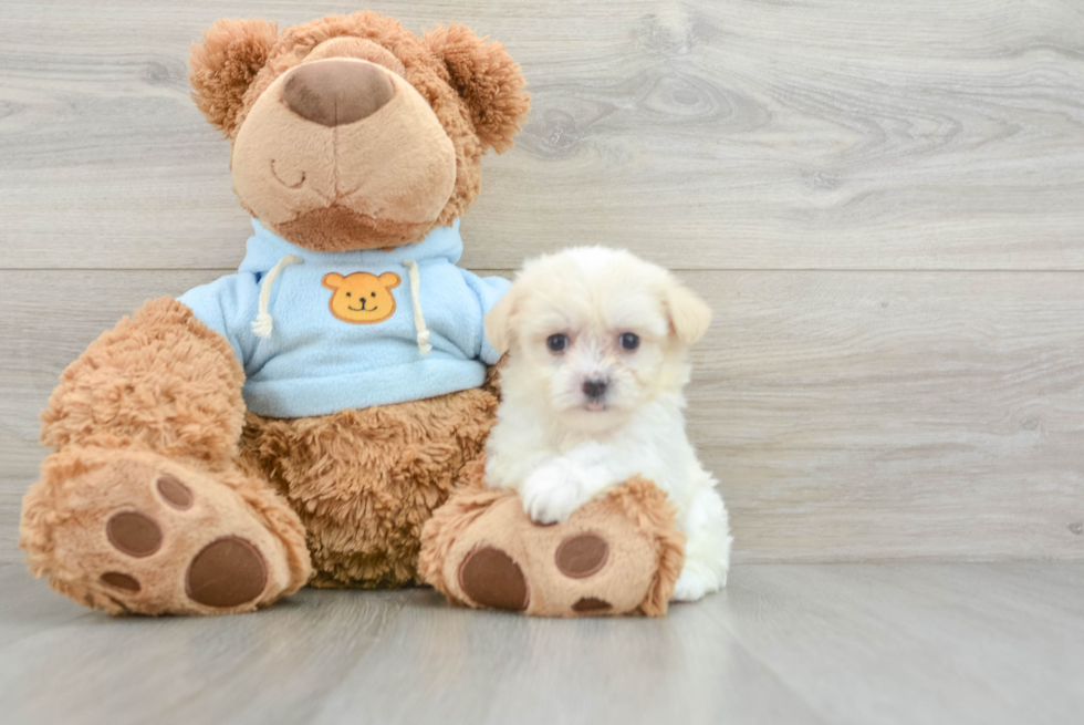 Cute Havanese Cuban Bichon Purebred Puppy