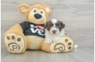 Havanese Puppy for Adoption