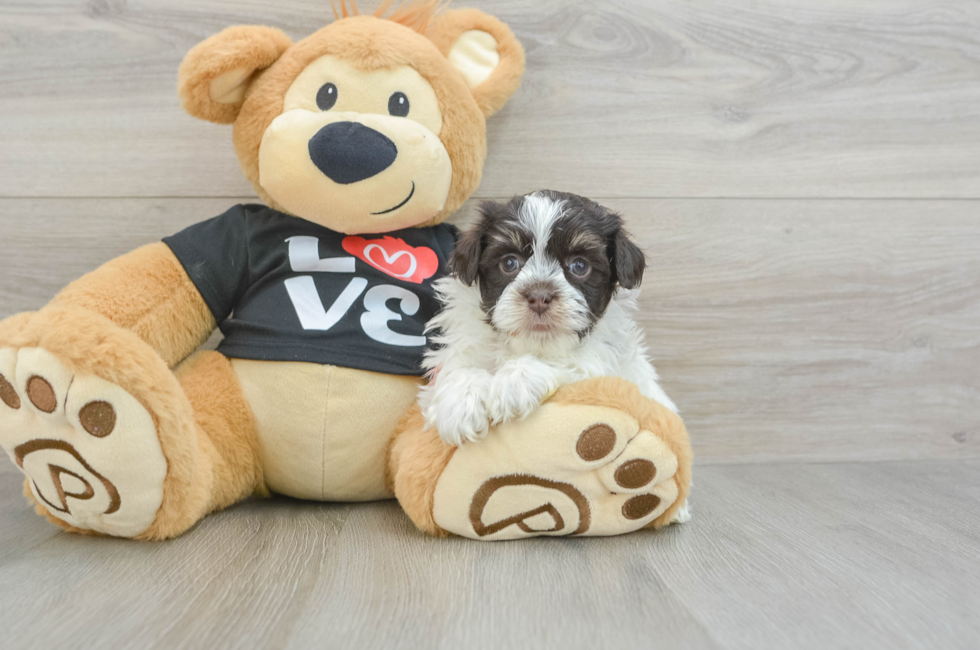 5 week old Havanese Puppy For Sale - Florida Fur Babies