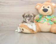 6 week old Havanese Puppy For Sale - Florida Fur Babies
