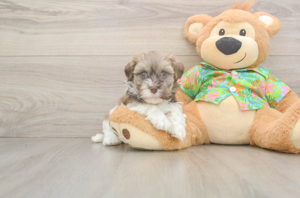 5 week old Havanese Puppy For Sale - Florida Fur Babies