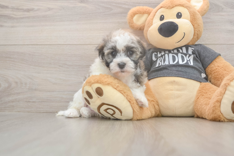 Meet Bean - our Havanese Puppy Photo  2/3 - Florida Fur Babies Happy Havaneser Purebred Puppy