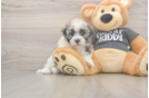Meet Bean - our Havanese Puppy Photo  2/3 - Florida Fur Babies Happy Havaneser Purebred Puppy