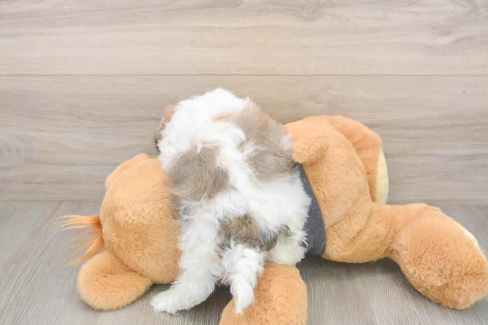 Meet Bean - our Havanese Puppy Photo  3/3 - Florida Fur Babies Small Havanese Baby