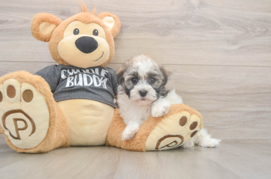 5 week old Havanese Puppy For Sale - Florida Fur Babies Best Havanese Baby