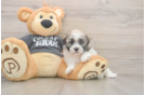 Meet Bean - our Havanese Puppy Photo  1/3 - Florida Fur Babies Best Havanese Baby