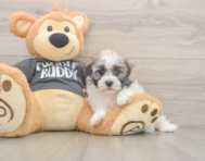 5 week old Havanese Puppy For Sale - Florida Fur Babies 5 week old Havanese Puppy For Sale - Florida Fur Babies