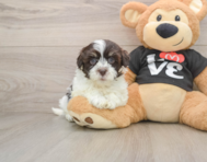 8 week old Havanese Puppy For Sale - Florida Fur Babies