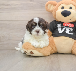 6 week old Havanese Puppy For Sale - Florida Fur Babies